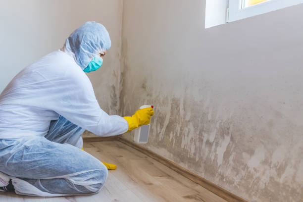 Crawl Space Mold Remediation treatment of floor joists in Kingston